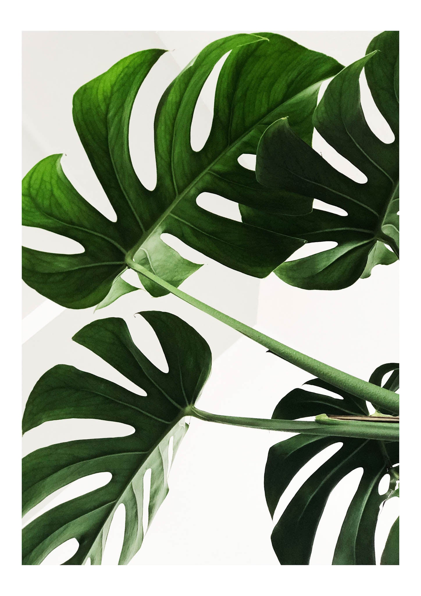 Green Beauty