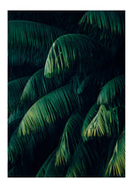 Green Drapes
