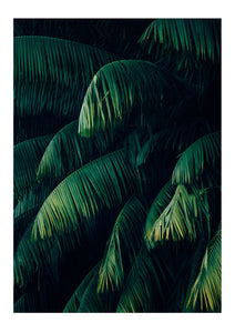 Green Drapes