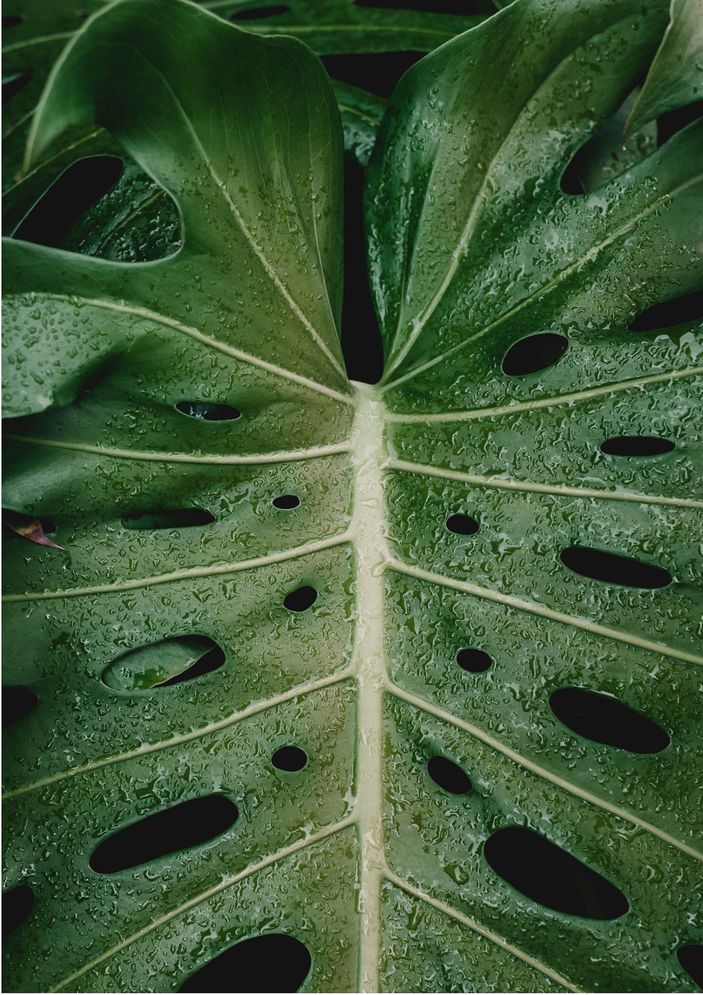Butterfly leaf