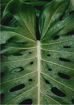 Butterfly leaf
