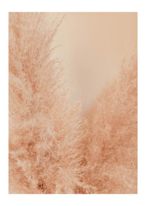 Pink Dreams