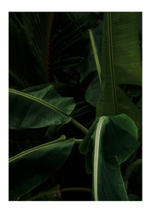 Banana Plant
