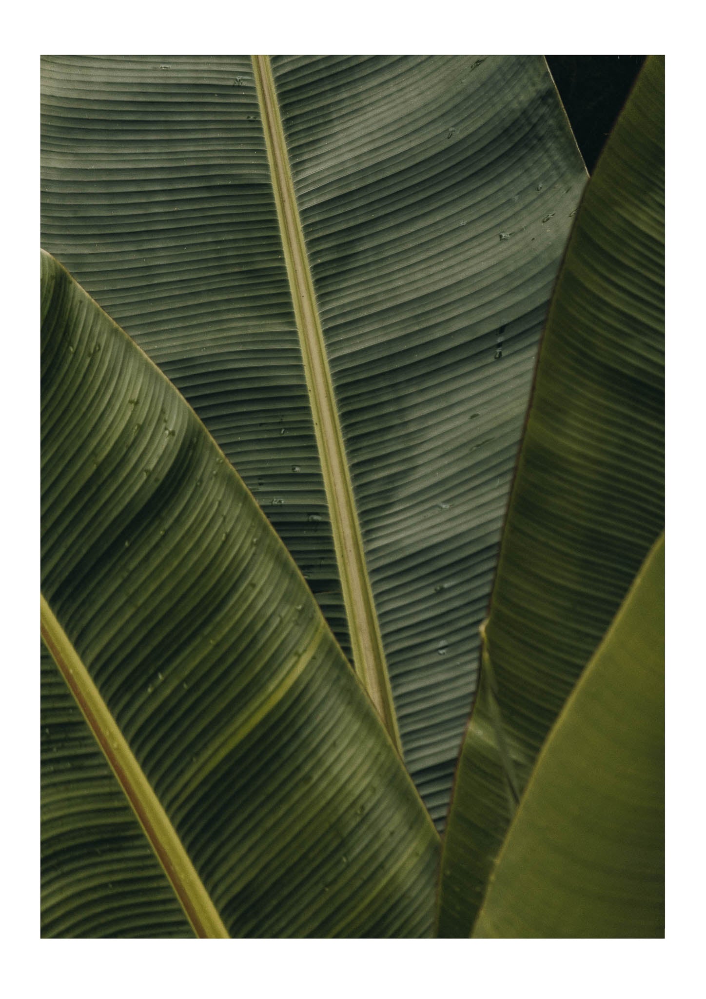 Banana leaves