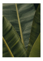 Banana leaves
