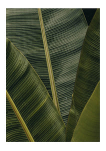 Banana leaves