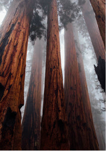Whole lot of Bark