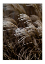 Dried Grass

