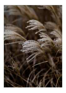 Dried Grass