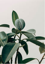 Tranquil Green
