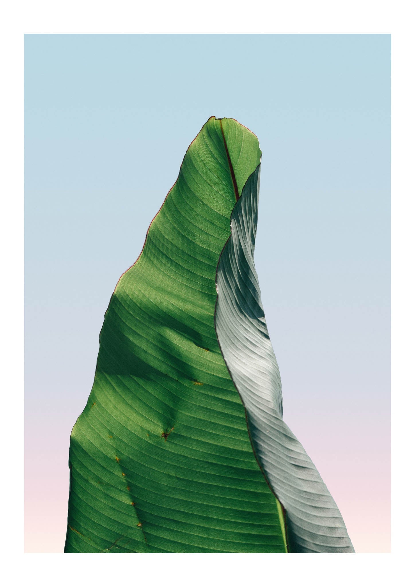 Banana leaf 1