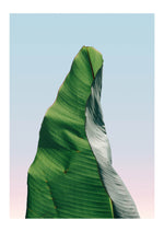 Banana leaf 1

