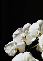 White Orchid
