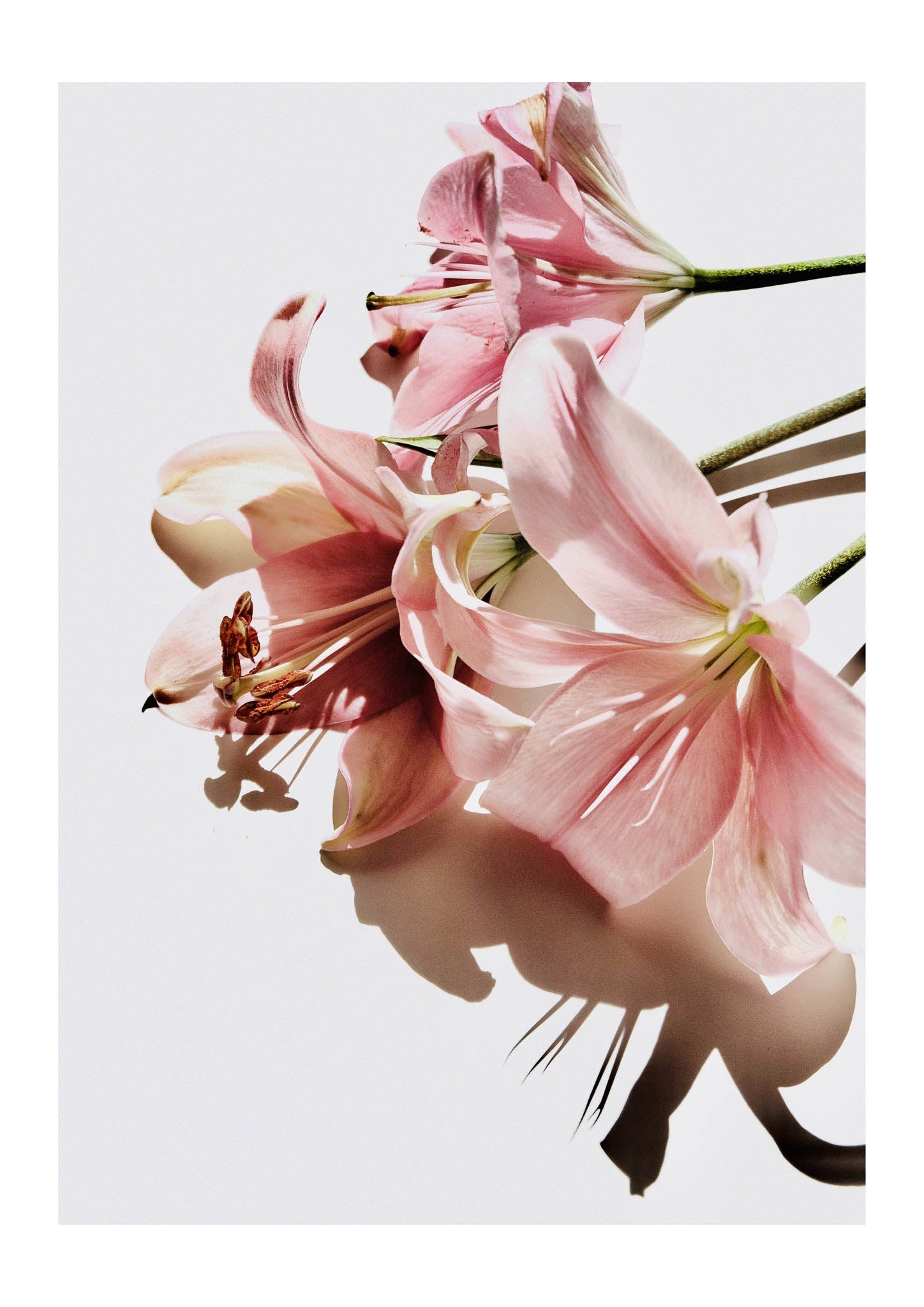 Pink Lilies