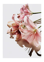Pink Lilies
