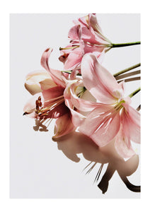 Pink Lilies