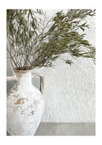 Rosmary Pitcher
