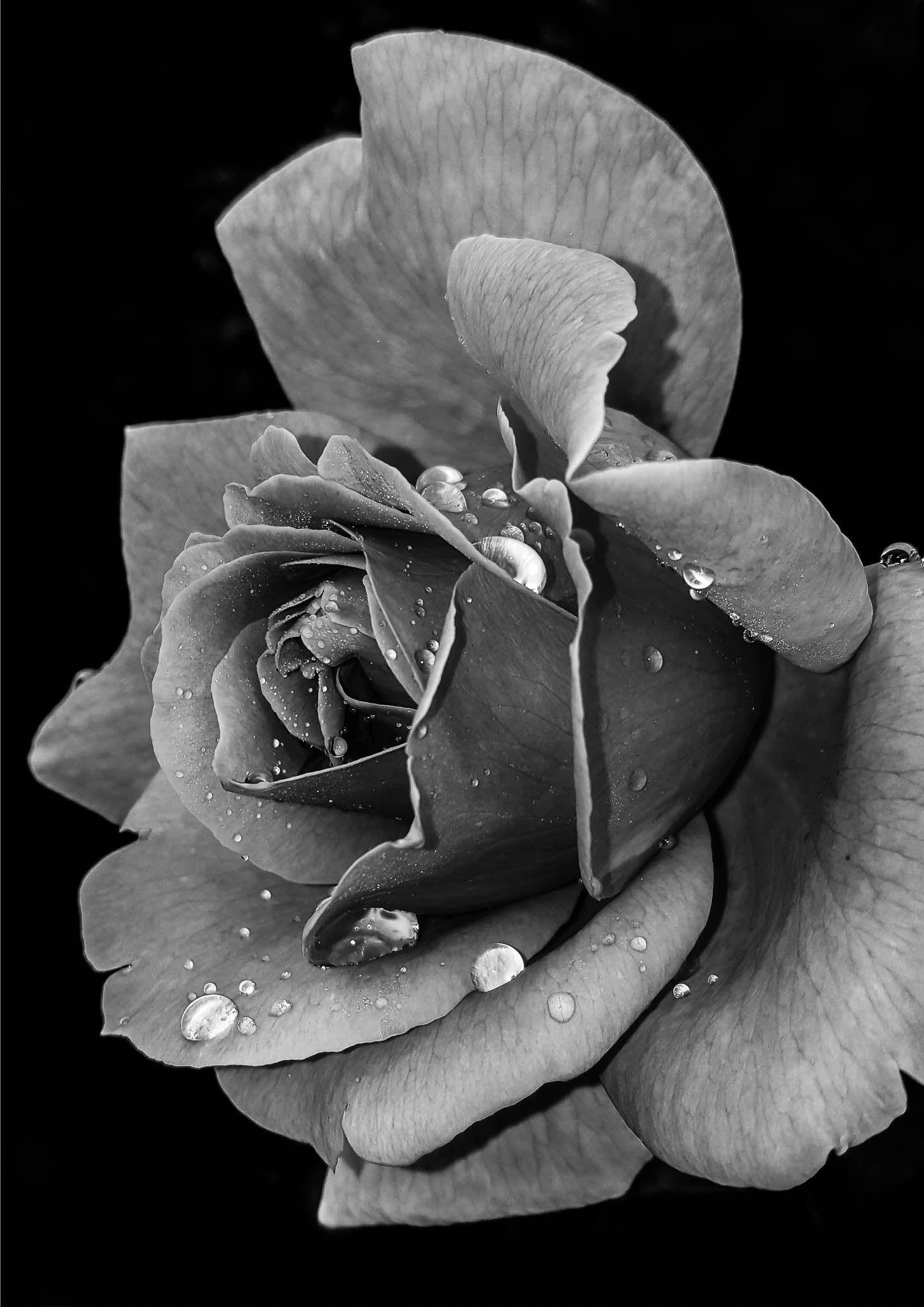 Droplets on a rose
