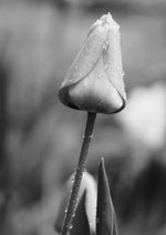 Tulip 1
