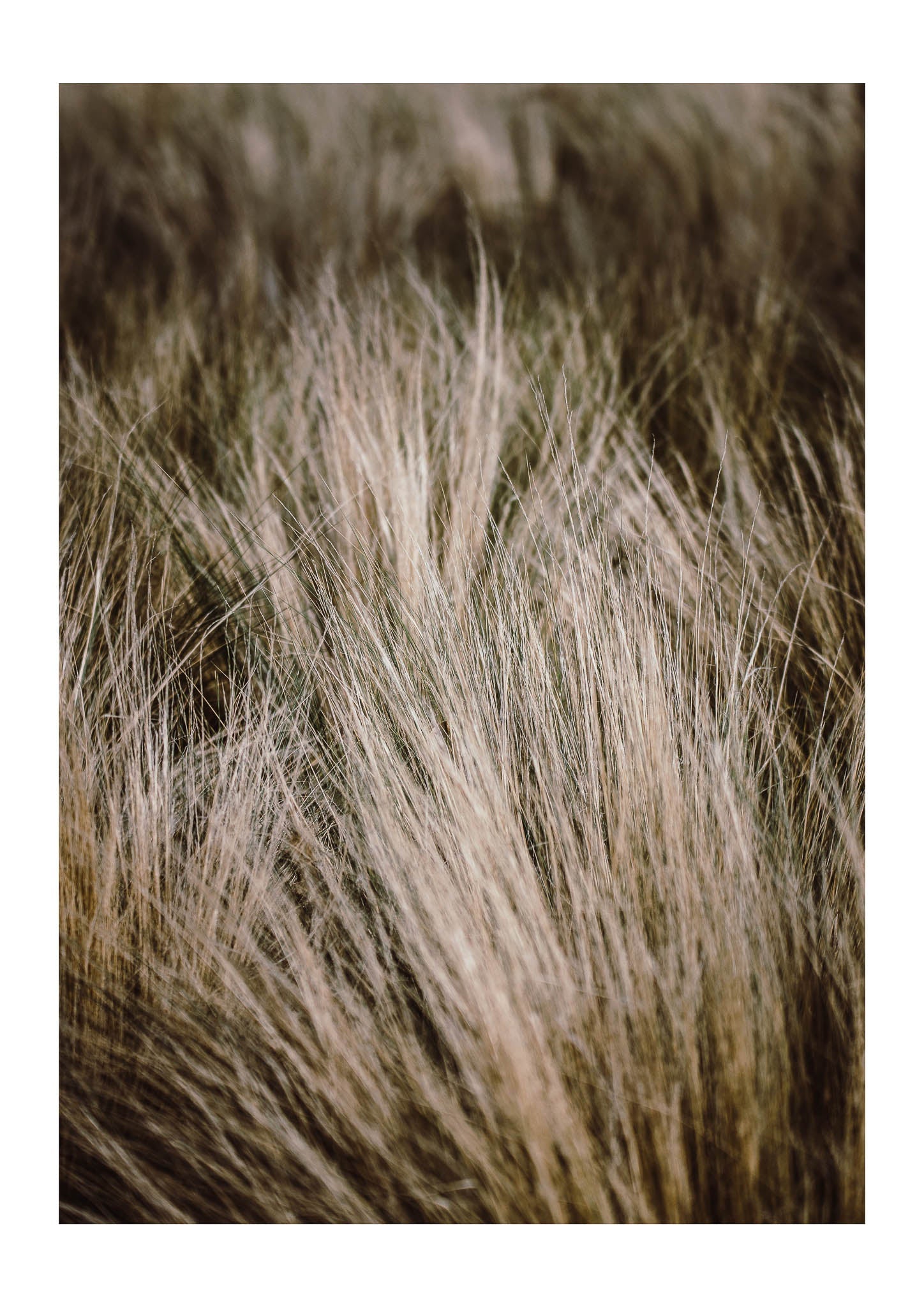 Feather grass