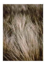 Feather grass
