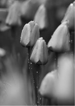 Tulips 2
