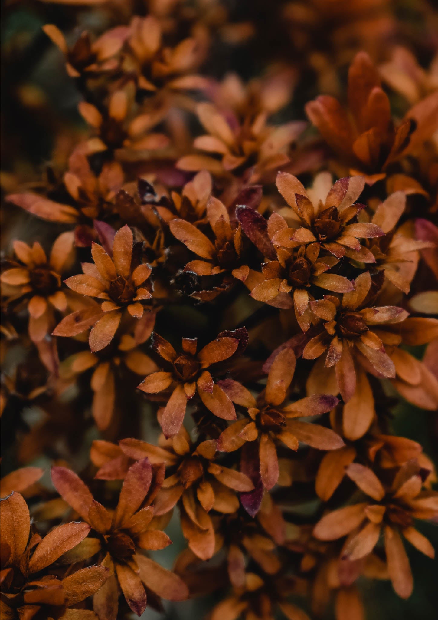 Fall Flowers