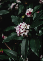 Bloom
