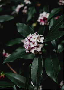 Bloom