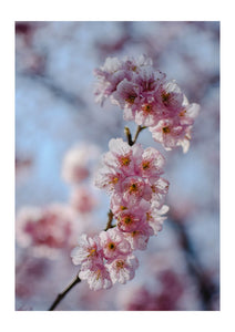 Almond Blossoms 2