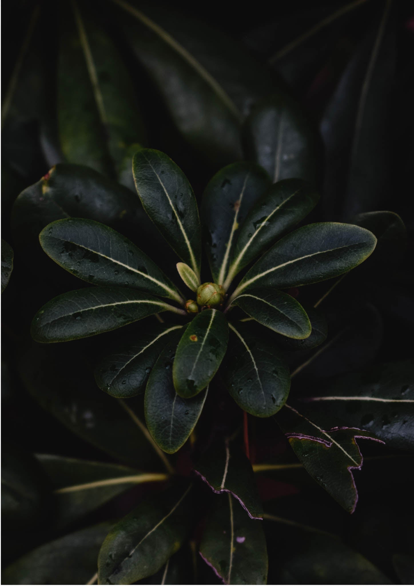 Green Flora