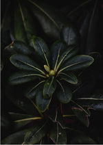 Green Flora

