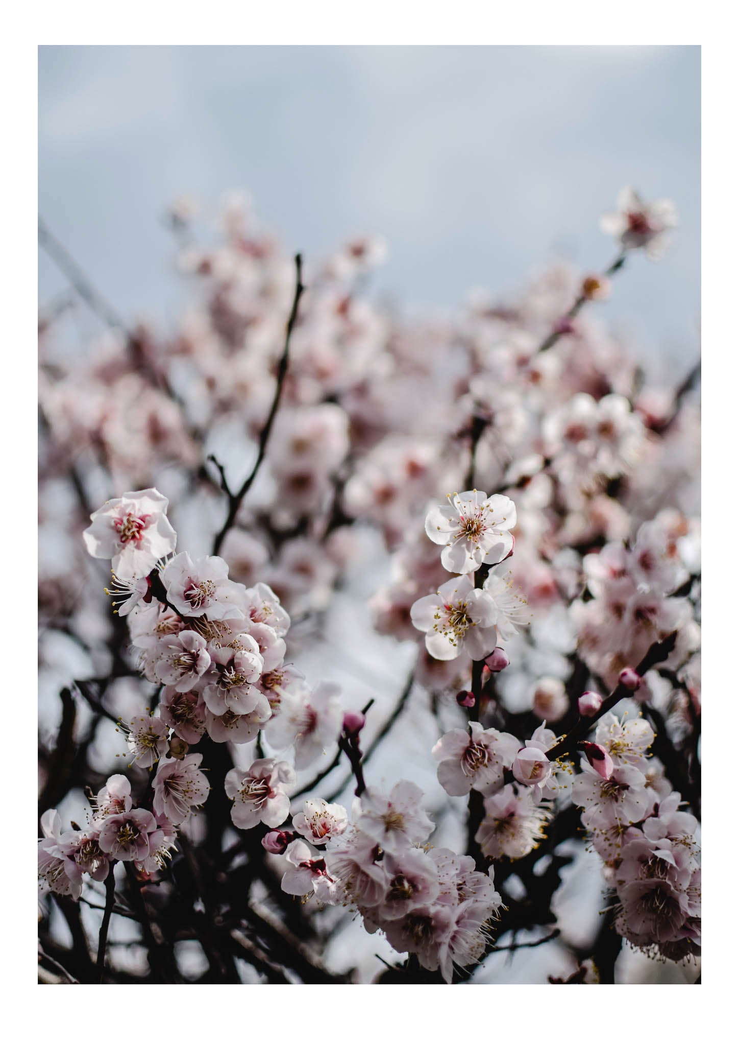 Almond Blossoms 1