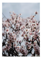 Almond Blossoms 1
