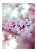 Cherry Blossoms
