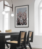 Almond Blossoms 1
