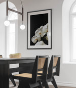 White Orchid

