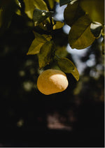 Mellow Yellow
