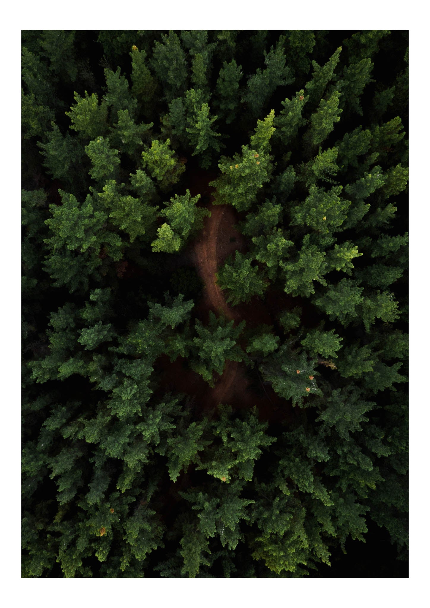Above the trees