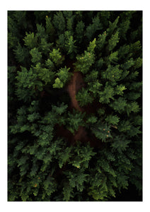 Above the trees