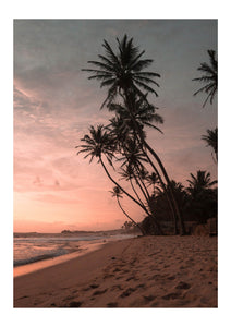 Palm Paradise